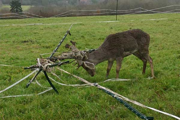 Fallow Buck In Electric Fencing