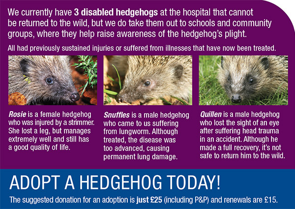 Are there hedgehog adoption and rescue centers?