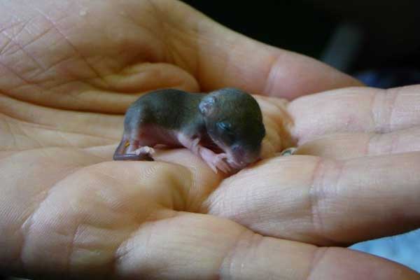 What do baby field mice eat?