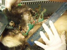 The vets examine the damage done to this Badger by the plastic mesh wrapped around its body