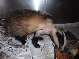 After several weeks rest and care the female Badger is standing up and tucking into her dinner