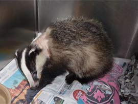 After almost doubling her weight, here is the female Badger looking much better the night before her release