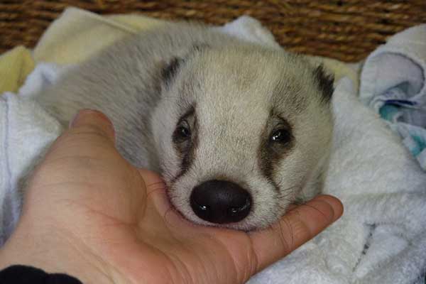Female badger cub found out on her own
