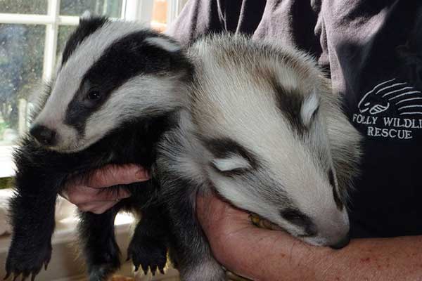 Our original 'white' badger with a normal coloured badger boy