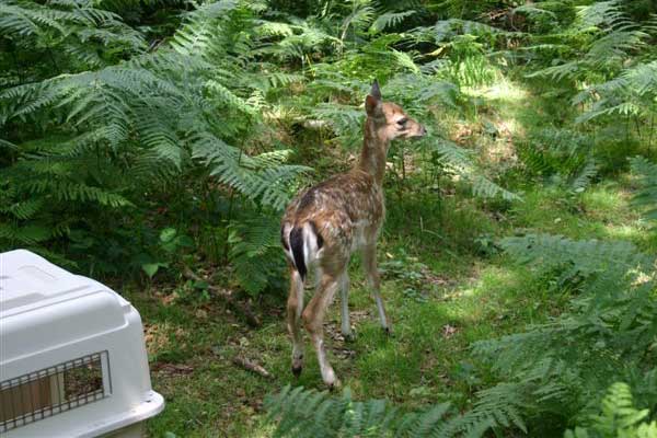 Fallow Fawn Being Released After A Road Accident