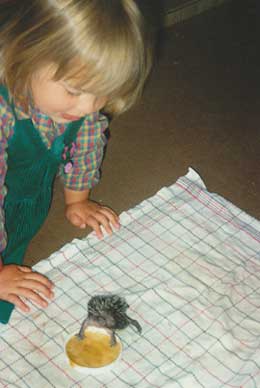 The First Hedgehog At Folly In 1987