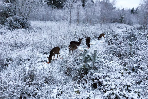 Deer At Winter